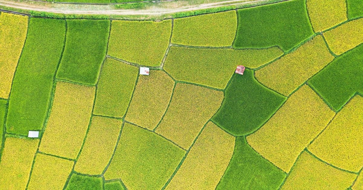 Tax for agro-processing exporters: incentives and risks 1 Ruộng lúa nhìn từ trên cao với các ô ruộng xanh vàng xen kẽ