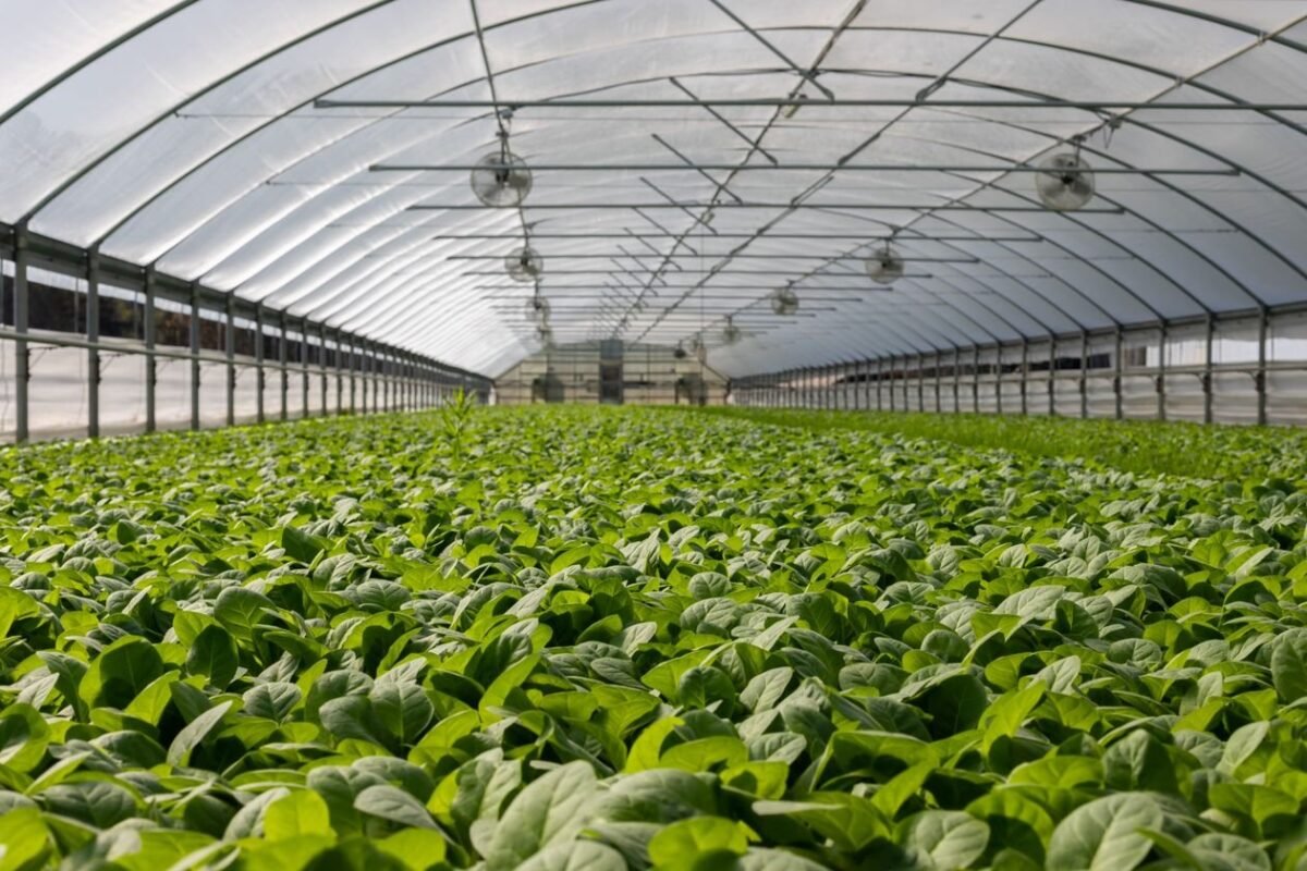 Greenhouse cultivation — illustrating agricultural carbon credits