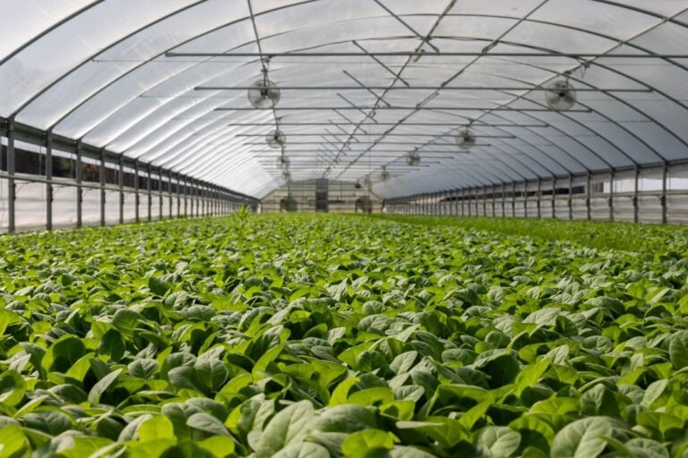 Greenhouse cultivation — illustrating agricultural carbon credits