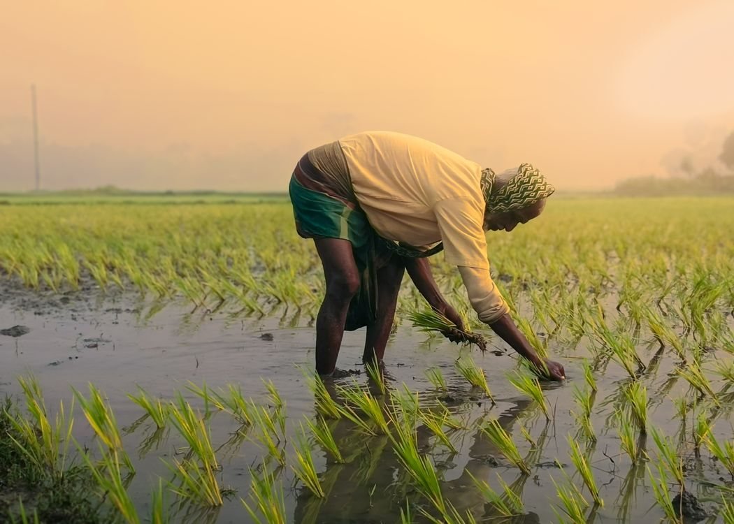 越南乡村地区的劳动者