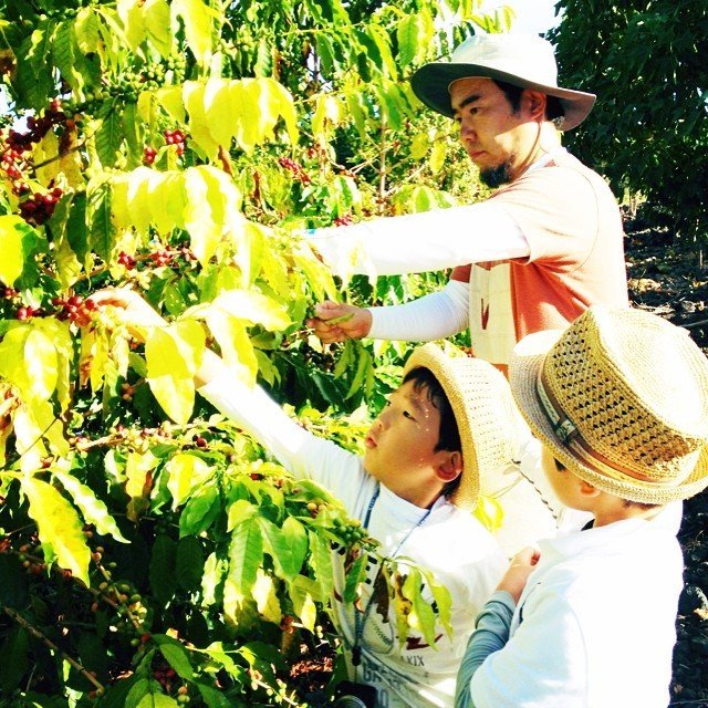 Coffee harvesting at a plantation — illustrating coffee sourcing areas affected by EUDR