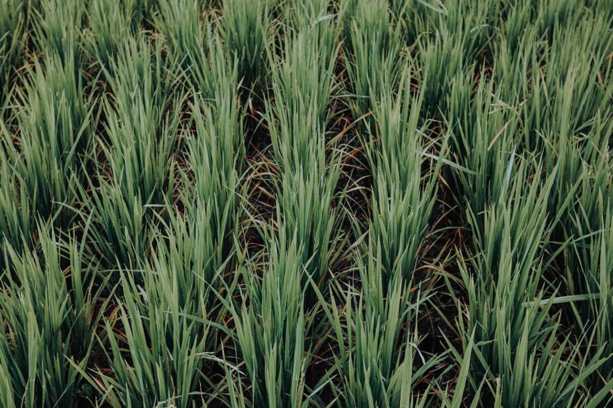 Green rice fields in the Vietnamese countryside — illustration for the article on the land deposit agreement template for land plot purchases
