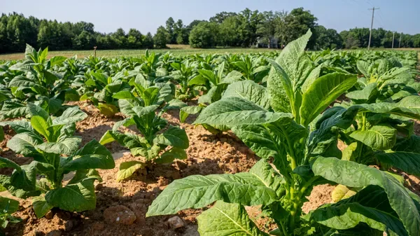Tobacco plants close-up