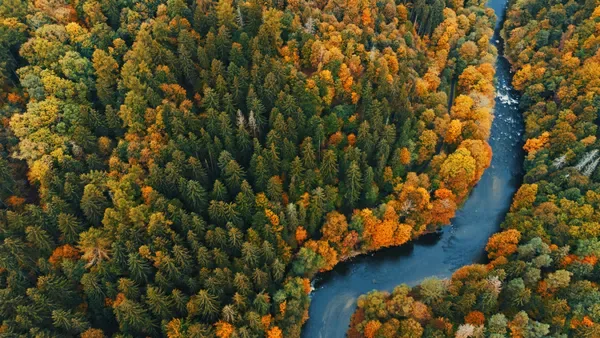 Aerial river surrounded by autumn forest