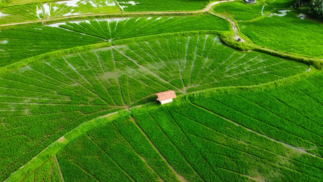 Land Lease in Vietnam: Tax Differences Between Lump-Sum and Annual Payment 1 Aerial view of rice fields — tax comparison of lump-sum vs annual land rent payment