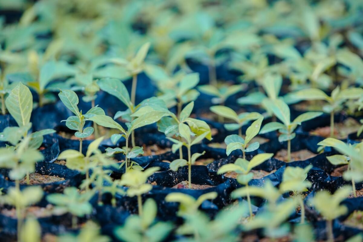 Young saplings growing in nursery trays — illustrating new plant variety protection in Vietnam, no people