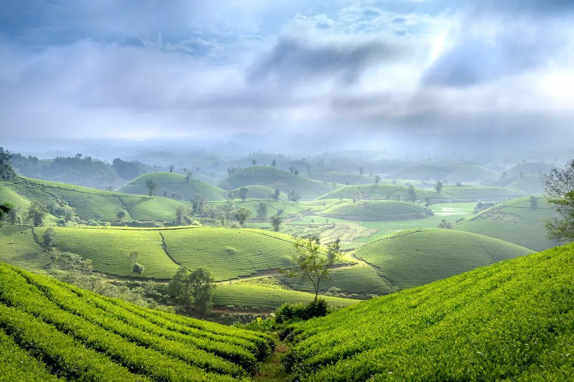 Green tea plantation hills — illustrating an article on geographical indications in Vietnam