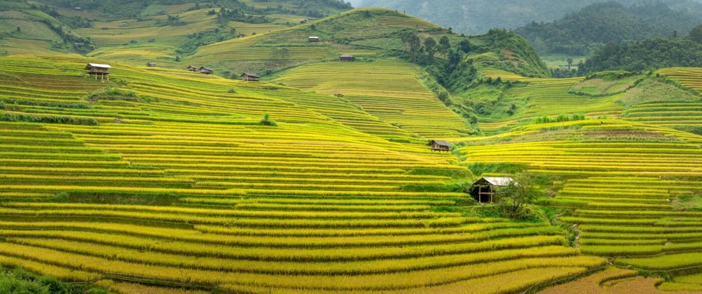 Ruộng bậc thang Việt Nam — minh họa bài viết về chỉ dẫn địa lý: thủ tục đăng ký và phạm vi bảo hộ