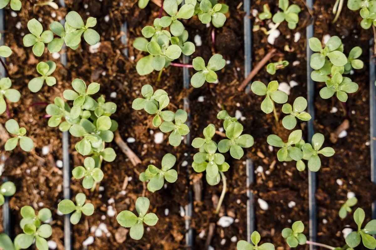 Young seedlings in nursery trays — illustrating an article on new plant variety protection in Vietnam
