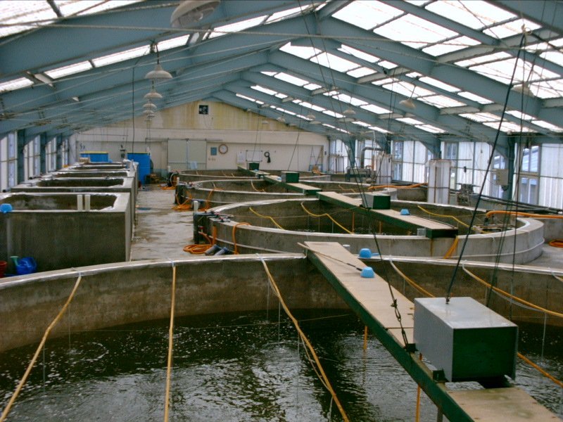 Shrimp hatchery — illustrating high-tech aquaculture