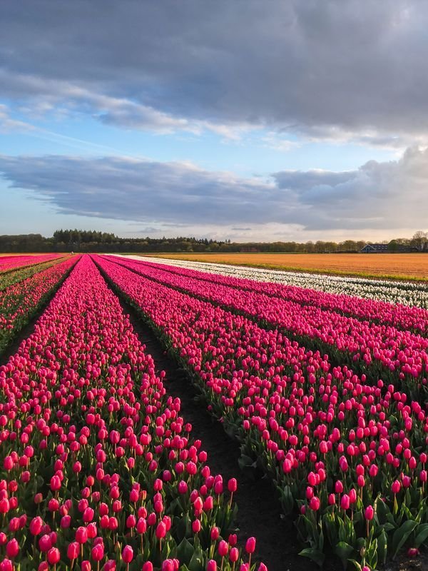Cánh đồng tulip Hà Lan — minh họa xuất khẩu hoa