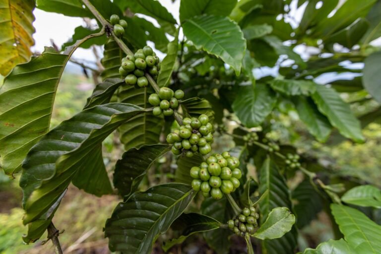 Detailed view of unripe green coffee beans on a lush coffee plant in Vietnam