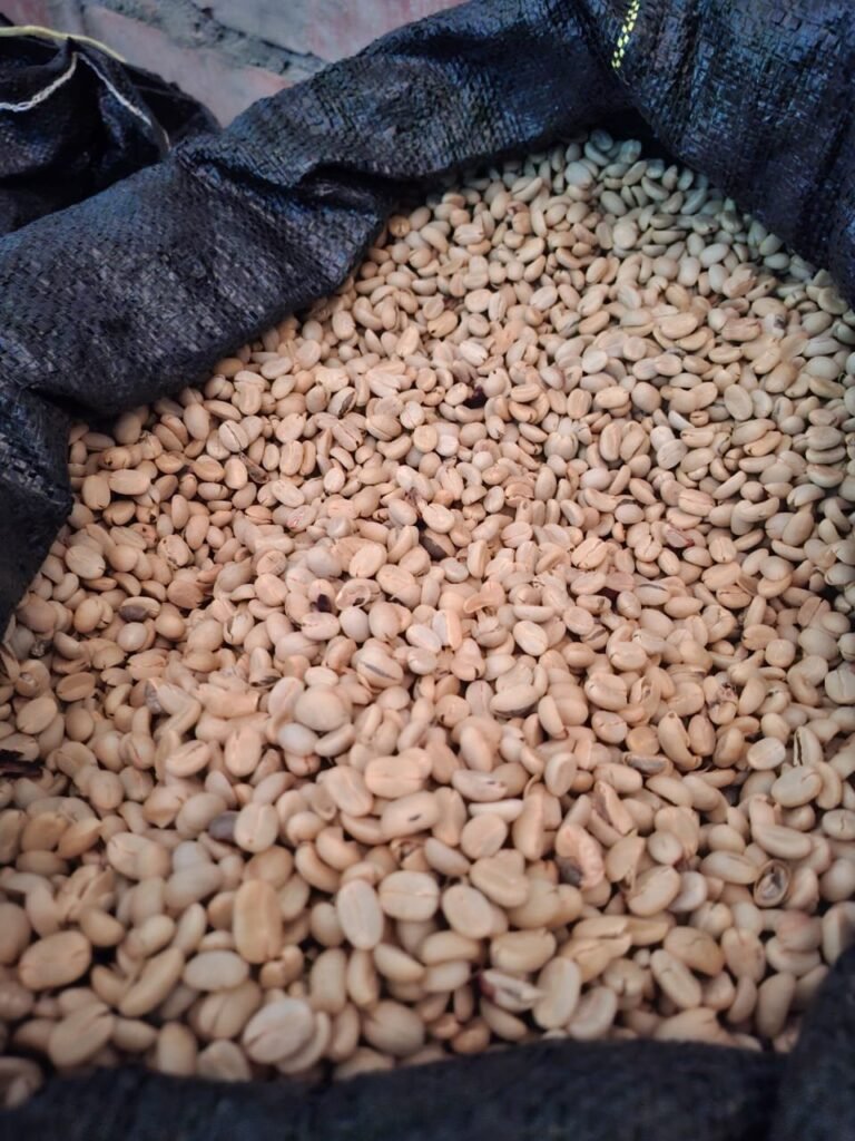 Green coffee beans — illustrating agri-brands and geographical indications