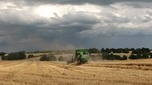 Combine harvester in a wheat field — illustrating large-scale agricultural production