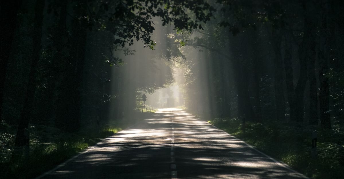 高大树木间的森林公路 — 图片：Pexels（免版税）
