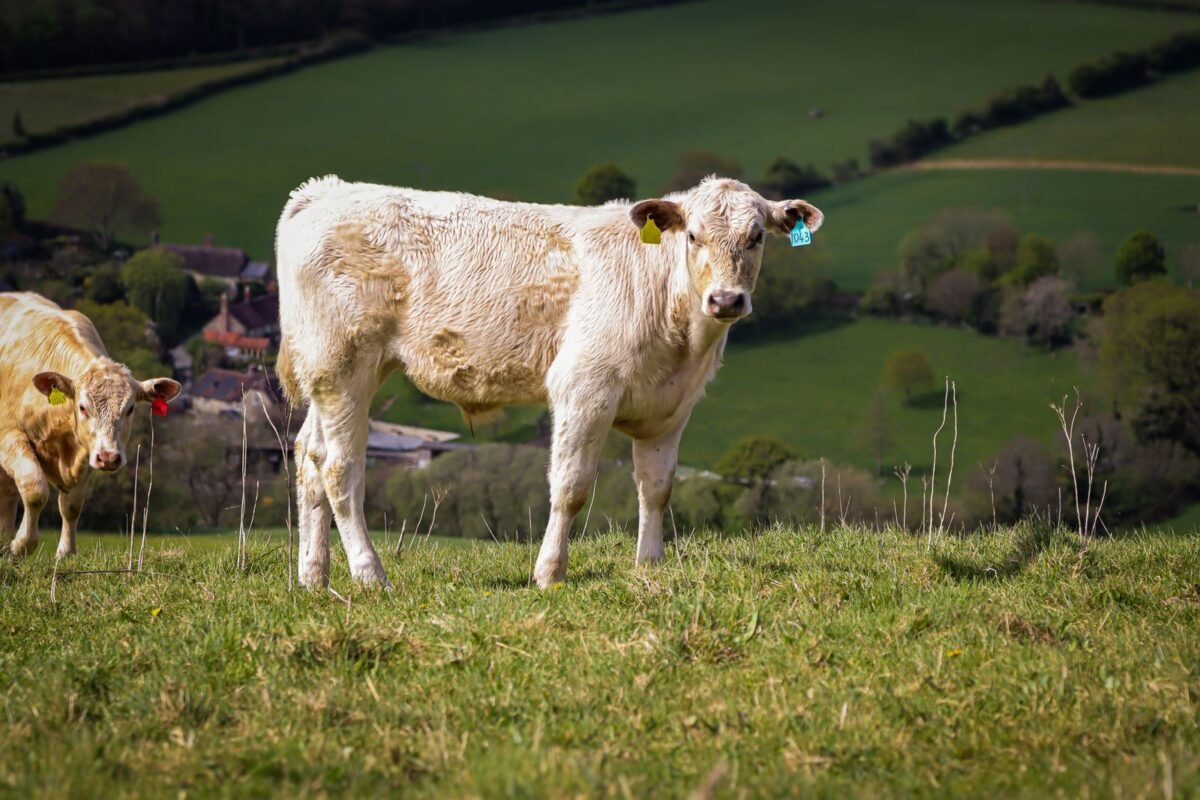 Cows in a green pasture