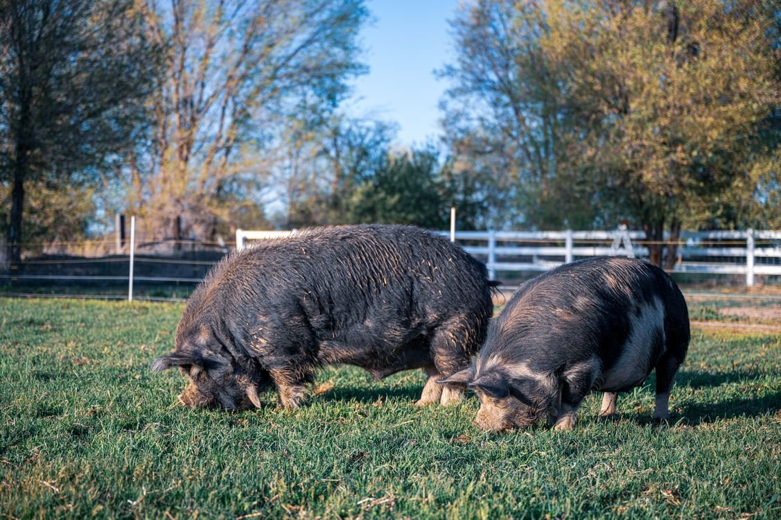 pexels 4455016 pigs eating grass