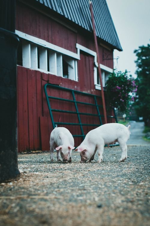 pexels 9273168 pigs by the farmhouse