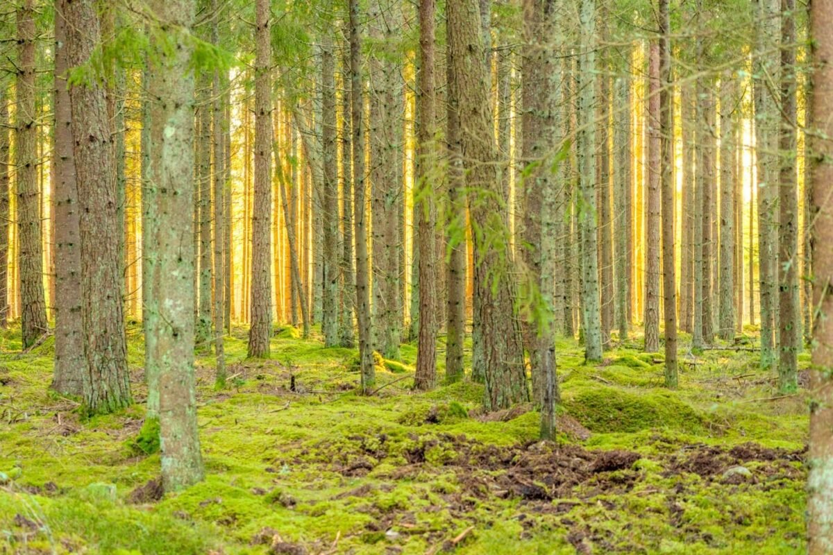 Serene Woodland with Mossy Forest Floor