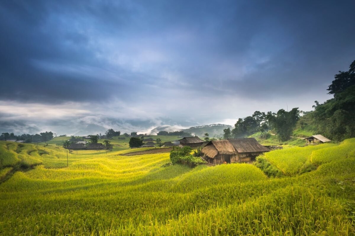 Wooden House Near Rice Field